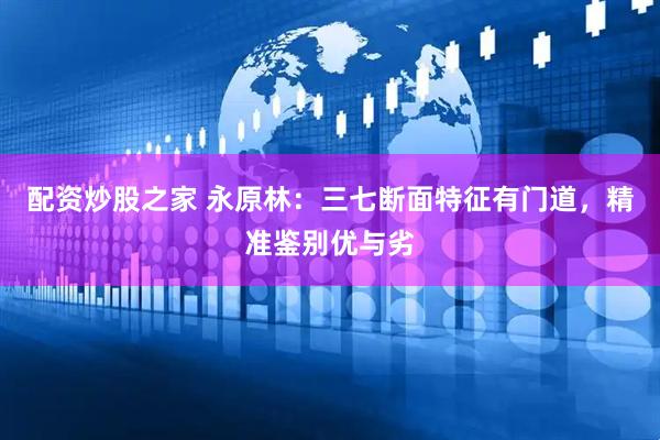 配资炒股之家 永原林：三七断面特征有门道，精准鉴别优与劣